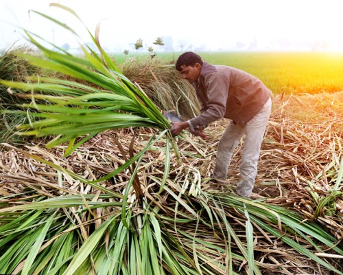 Sugarcane Jaggery