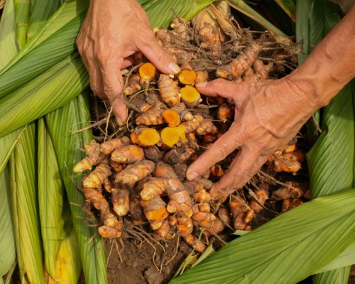 Lakadong Turmeric